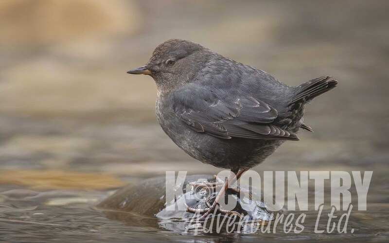American Dipper