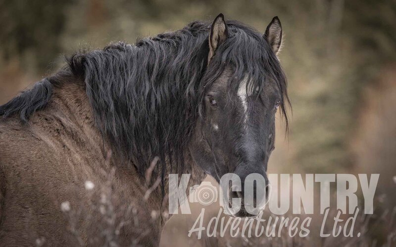 Wild Horse