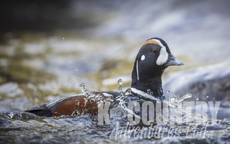 Harlequin Duck