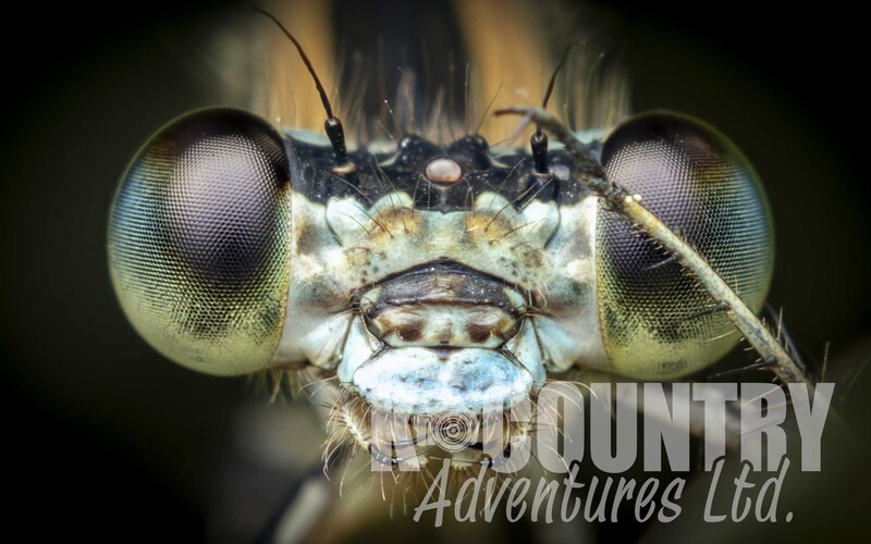 Dragonfly