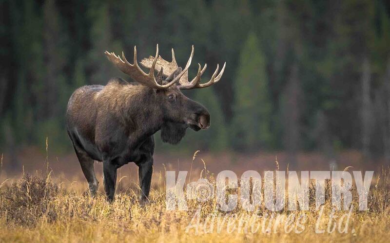 Spray Valley Moose