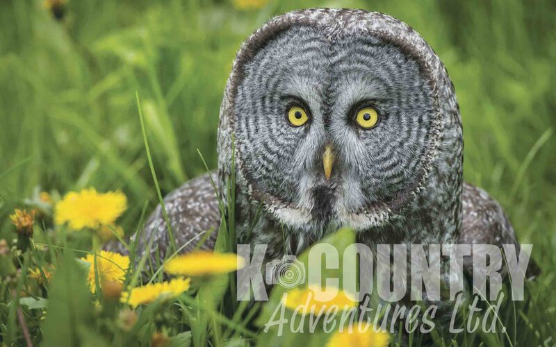 Great Grey Owl